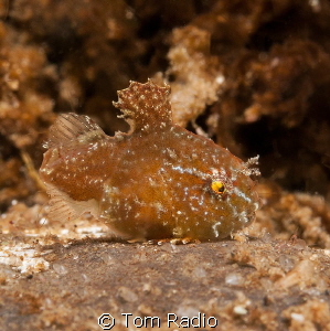 Juvenile Spiny Pacific Lumpsucker
Puget Sound, WA, U.S.A. by Tom Radio 